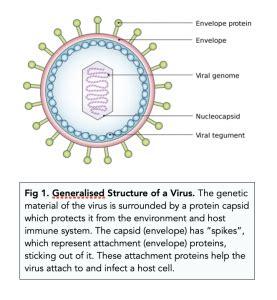 are viruses similar to cells in structure